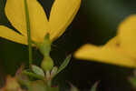 Yellow meadowbeauty